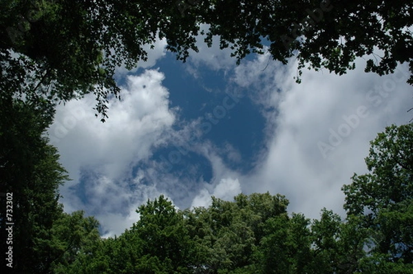 Obraz blätterdach und himmen