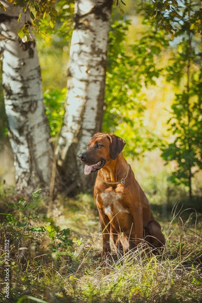 Fototapeta Rhodesian Ridgeback dog