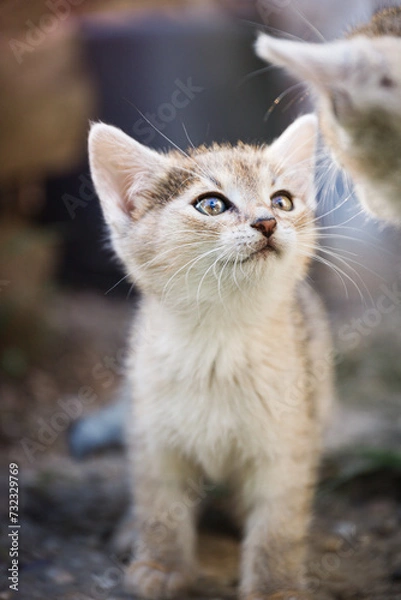 Fototapeta portrait of a cat