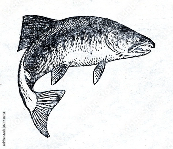 Obraz Chum salmon (Oncorhynchus keta)