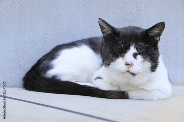 Obraz 座っていて目を閉じている白黒の猫