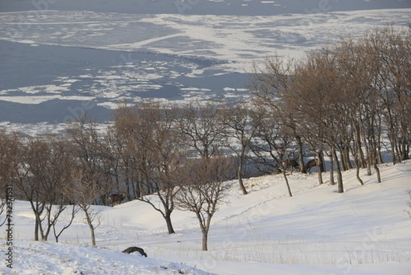 Obraz ３匹のエゾシカが遠くに見える、２月の知床五湖側から見た風景