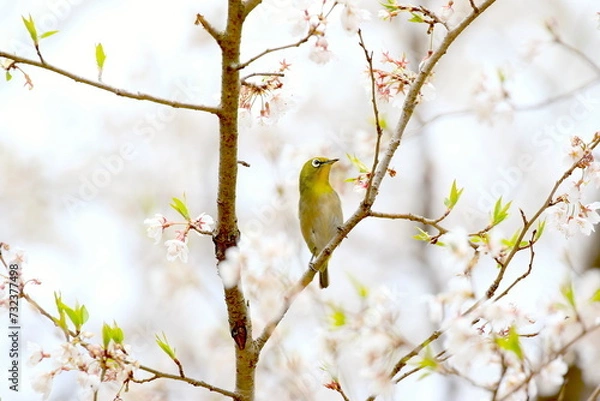 Obraz 桜の木に留まっている右を向いたメジロ