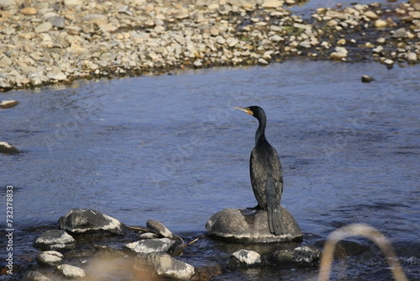 Fototapeta 川の中の石に留まっている体が後ろ向きの１羽の川鵜