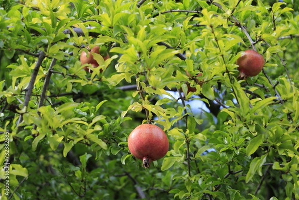 Obraz 下から見上げて見る柘榴の実
