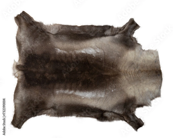Fototapeta The skin of a brown reindeer after dressing