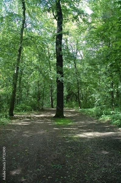 Obraz wald1