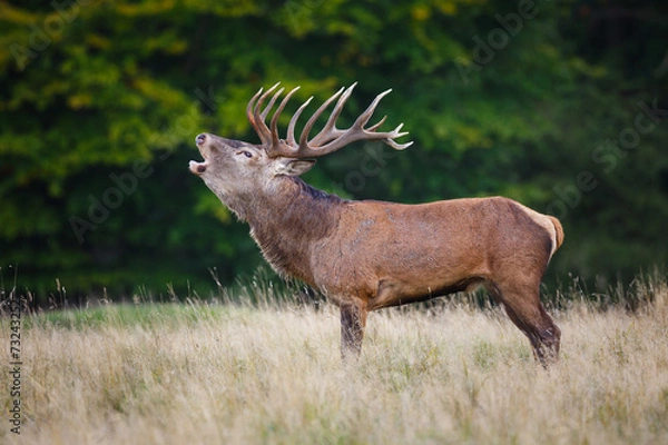 Obraz Red deer
