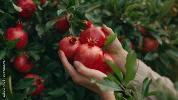 Fototapeta Healthy red pomegranate fruit trees. Rich harvest, pomegranate plantations with beautiful trees. Red, ripe pomegranates on a branch Fruits are very useful for a healthy lifestyle. Copy Space