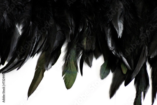 Obraz Feather Background