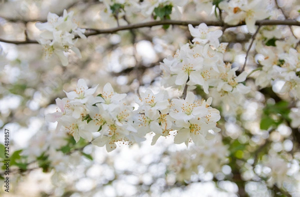 Fototapeta blossoming apple tree branch
