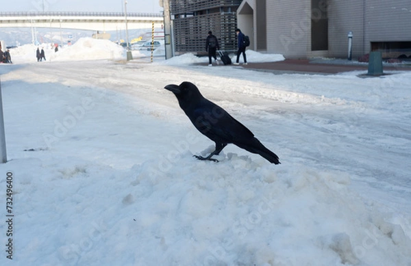 Fototapeta A black raven is standing on the snow.