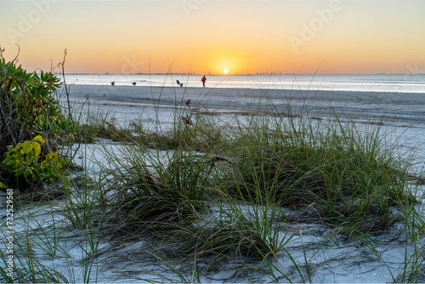 Obraz Beach goers collecting seashells brought on shore by  a recent storm and low tide as the sun rising over a distant city, Sanibel Island, Florida