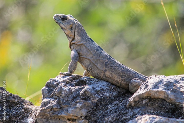 Obraz Iguana on the Rocks