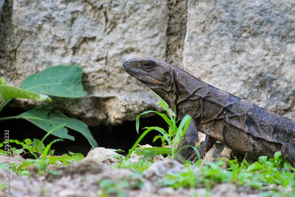 Obraz Black Iguana by Pyramid