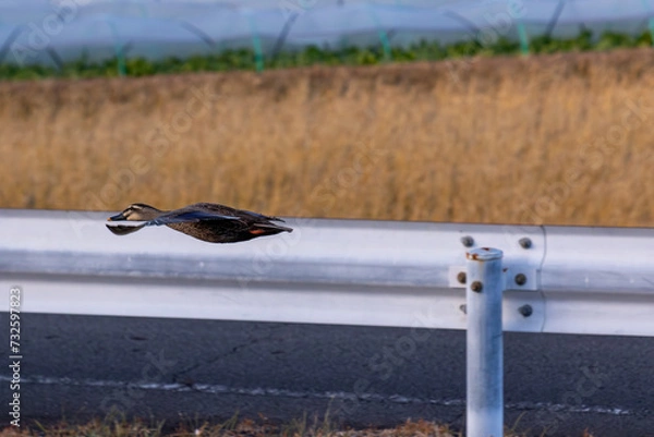 Obraz 田舎道を滑空するカルガモ