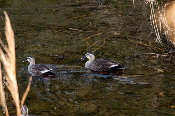 Obraz 冬の川を泳ぐ2羽のカルガモ