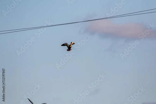 Fototapeta 夕方の田舎の空を飛ぶカルガモ