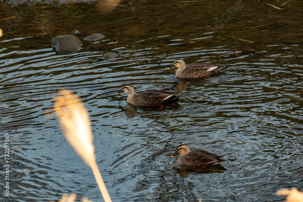 Obraz 冬の川を泳ぐ3羽のカルガモ