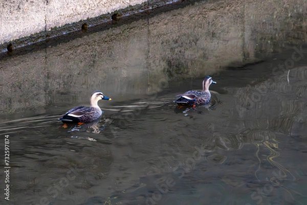 Obraz 川を泳ぐ2羽のカルガモ