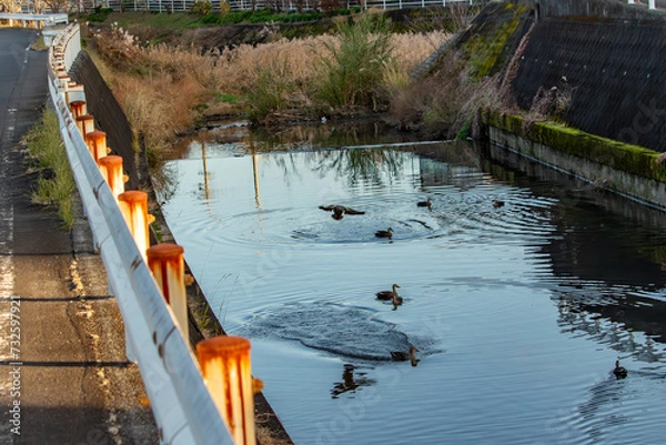 Obraz 田舎の川に降りようとしたり泳いだりしているカルガモの群れ