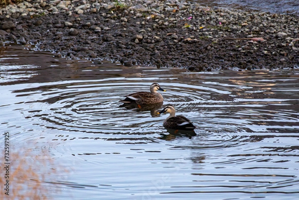Obraz 川を泳ぐ2羽のカルガモ