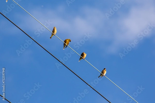 Obraz 電線に留まるカワラヒワの群れ