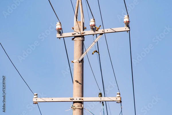 Obraz 電柱の周りで追いかけっこをするカワラヒワ