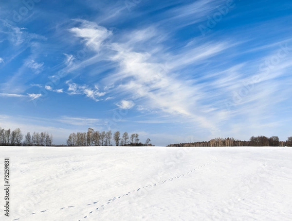 Fototapeta Fox trace on snowy field under windy sky