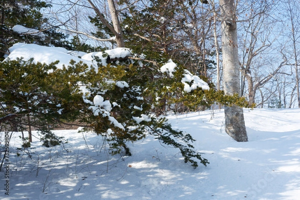 Fototapeta Garden and trees on a snowy day.