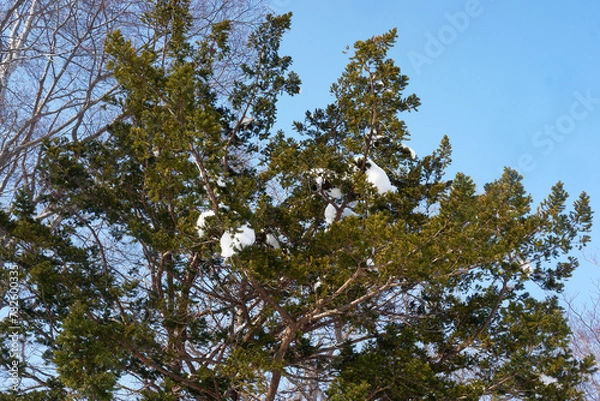 Fototapeta Garden and trees on a snowy day.