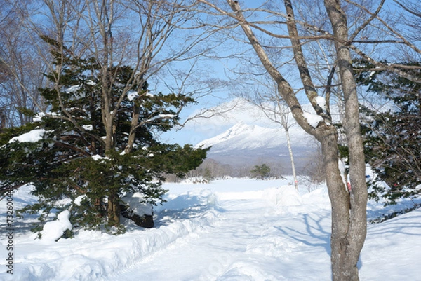 Obraz Garden and trees on a snowy day.
