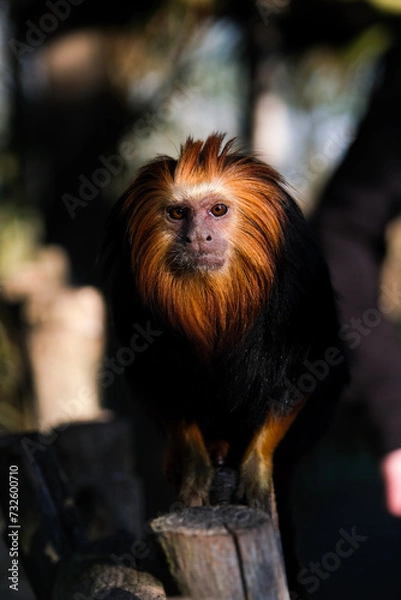 Obraz Lion Head Monkey