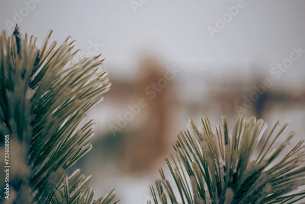 Obraz oblodzone drzewko