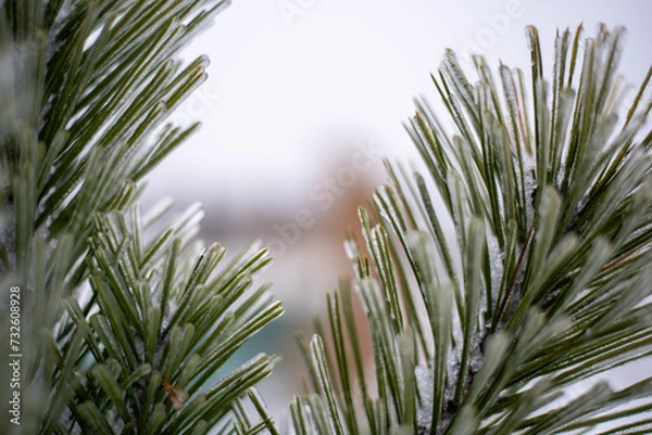 Obraz oblodzone drzewko