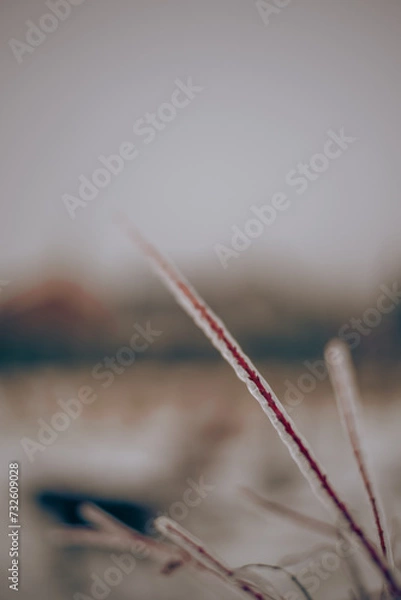 Obraz oblodzone drzewko