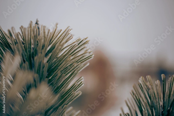 Obraz oblodzone drzewko