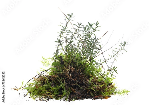 Obraz Green moss and grass isolated on white