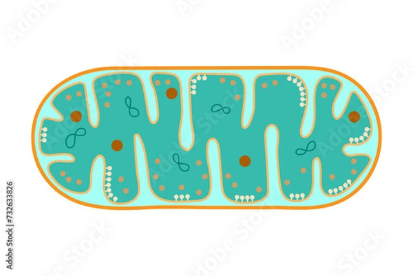 Fototapeta The structure of mitochondrion. 