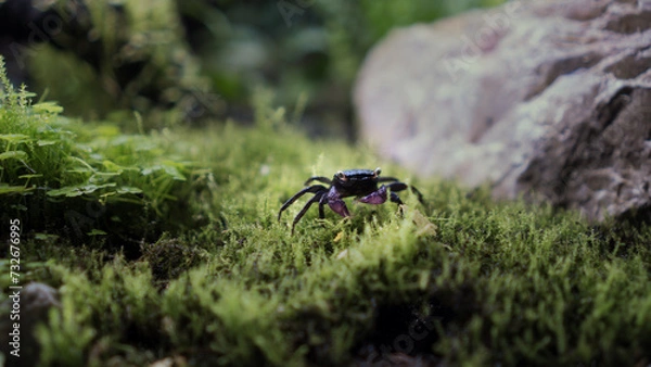 Obraz Vampire Crab Geosesarma