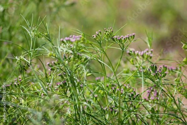 Obraz Most popular cumin seeds plant in indian farm or garden,unripped cumin crop dry plants,The most widely used spice is cumin or plant,Carum or Caraway and carvi