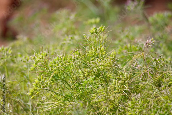 Obraz Cumin cultivation and plants,unripped cumin Seeds and Jeera or zira plants,cumin plant or zeera plants,carum