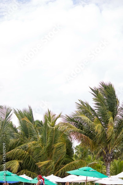 Fototapeta The beauty of the coconut trees in northeastern Brazil, Alagoas and Pernambuco, the contrast of the view with the clouds and the blue sky, the beauty in every detail