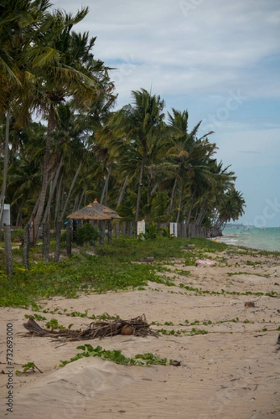 Fototapeta The beauty of the coconut trees in northeastern Brazil, Alagoas and Pernambuco, the contrast of the view with the clouds and the blue sky, the beauty in every detail