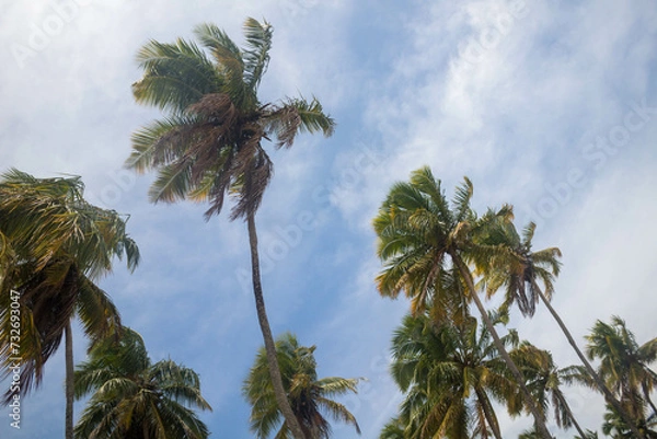 Fototapeta The beauty of the coconut trees in northeastern Brazil, Alagoas and Pernambuco, the contrast of the view with the clouds and the blue sky, the beauty in every detail