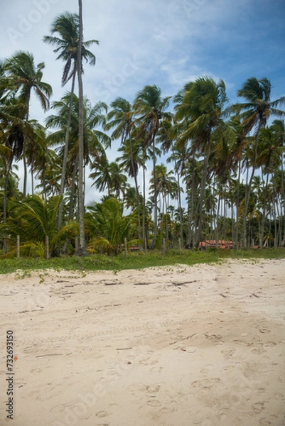 Fototapeta Coconut trees in northeastern Brazil in the states of Alagoas and Pernambuco, showing the sands and coral reefs, something unique in this region of Brazil