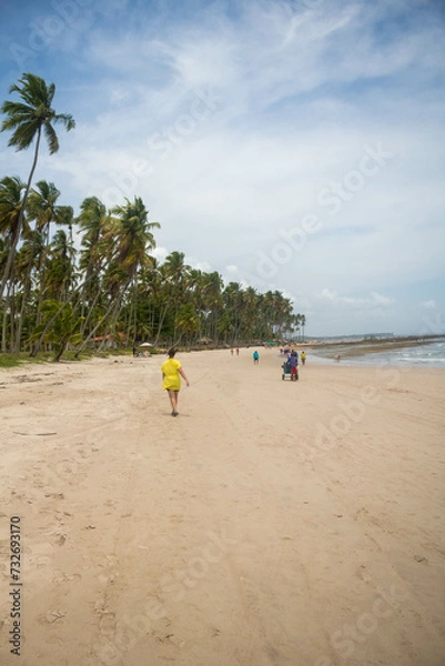Fototapeta Coconut trees in northeastern Brazil in the states of Alagoas and Pernambuco, showing the sands and coral reefs, something unique in this region of Brazil