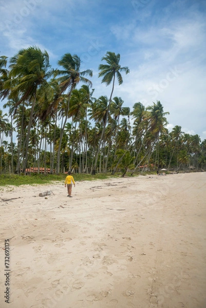 Fototapeta Coconut trees in northeastern Brazil in the states of Alagoas and Pernambuco, showing the sands and coral reefs, something unique in this region of Brazil