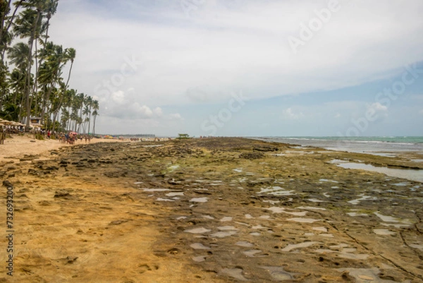 Fototapeta Coconut trees in northeastern Brazil in the states of Alagoas and Pernambuco, showing the sands and coral reefs, something unique in this region of Brazil