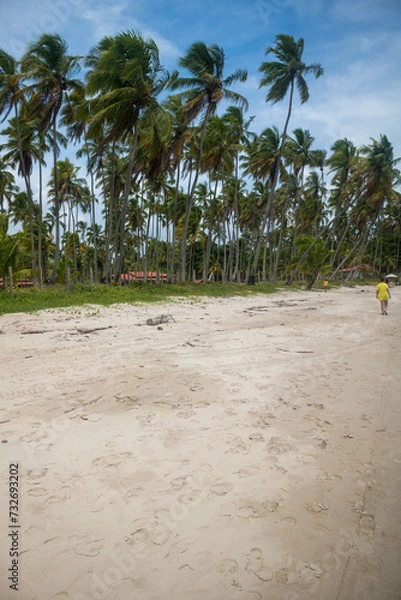 Fototapeta Coconut trees in northeastern Brazil in the states of Alagoas and Pernambuco, showing the sands and coral reefs, something unique in this region of Brazil